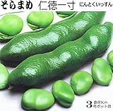 そらまめ 苗 仁徳一寸 5ポットセット ソラマメ