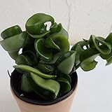 ホヤ：カルノーサ　コンパクタ2.5号ポット[ギュッと詰まった葉が面白いホヤ] ノーブランド品