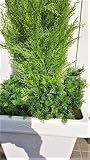 人工観葉植物 ゴールドクレスト 高さ120cｍ 送料無料 屋外使用可 最安値に挑戦 新品 wgs-1114