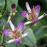 【山野草】ホトトギス「江戸の華」 3号(9cm) ポット