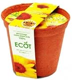 スマイルサンフラワー エコット