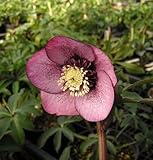 アネモネ咲き・中輪 クリスマスローズ　 ハイエンドセレクション　 アシュードワインシフォン 9cmポット2016年秋の新苗