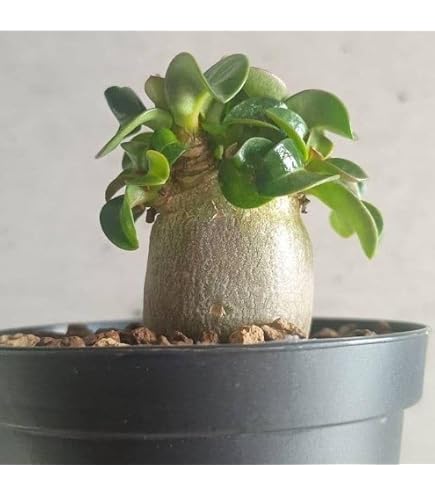 Amazon｜極美タコ足超極太塊根植物アデニウム アラビカム ゴジ タコ足A