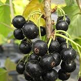 クロフサスグリ（カシス）12cmポット苗