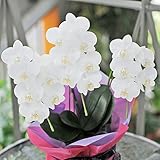 開店祝い、開業祝いのお花 ミニ胡蝶蘭 3本立 小輪 アマビリス