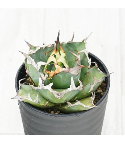 Amazon｜多肉植物：アガベ 雷帝錦 アトミックゴールド*幅11cm【現品