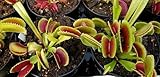 Dionaea muscipula Dentata - venus fly trap - 5 seeds