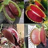 ハエトリグサ種子、ハエジゴクMuscipula、盆栽食虫植物ガーデンデコレーションプラント30個のRG58
