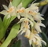 Pholidota articulata - orchid - 100 seeds