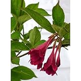 大紅空木 オオベニウツギ 苗 1ポット