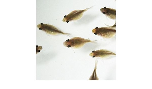 Amazon 生体 国産 ピンポンパール 黒仔 1 5cm 2cm前後 フナ尾 5匹 金魚 パールスケール チョウチンパール Emuwai Emuwai 観賞魚 水中生物 通販