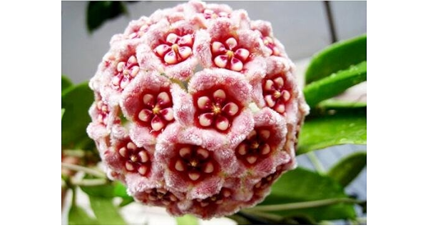 Amazon Co Jp Hoyaの種子 鉢植え 種子 サクラランの花の種子庭の植物 多年草植栽 50個の種子観葉植物 Diy 工具 ガーデン