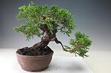 盆栽 糸魚川真柏【現品】