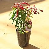 花木　苗：アセビ　バーレバレンタイン*　あせびばーればれんたいん