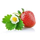 20pcs　フルーツクリームイチゴ種子　ホームガーデンスウィートデリシャスハーディフルーツ種　レッド1