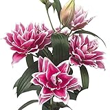 国華園　ユリ　花ユリ　ローズリリー　サマンサ　2球【※発送が国華園からの場合のみ正規品です】