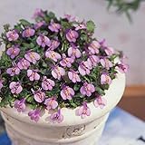 サギゴケ：ムラサキサギゴケ3号ポット4株セット[グランドカバーに！] ノーブランド品