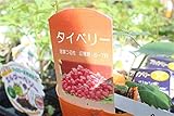 【果樹苗】　タイベリー　3.5寸苗　　【送料込価格】