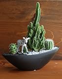 サボテン/カクタス寄植えサファリ（子供シマウマ）容器カラーブラック