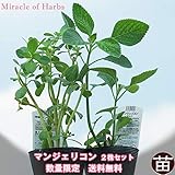 ハーブ 苗 マンジェリコン 2株セット 数量限定 送料無料