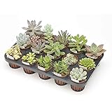 多肉植物15株セット（7.5cmポット）[色も形もバリエーション豊富]