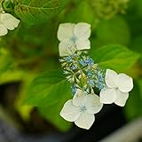 あじさい 苗 ヤマアジサイ 【 白額 （ シロガク ） 】 5号ポット苗 山紫陽花 山アジサイ 庭木 低木