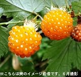 果樹苗:モミジイチゴ 9cmポット仮植え苗