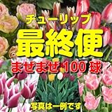 いっぱい植えてチューリップ！ いろんなチューリップが全部で100球＆おまけ付で合計120球 何でもかまへん！どかんと100球のチューリップをお届け！ ＊お届け先によっては別途送料が発生する場合がありま