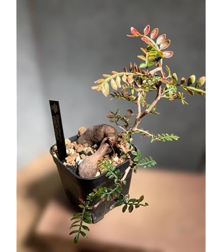 【良血統】オペルクリカリア パキプス オペルクリカリア パキプス | hanayoshi-botanical