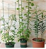 ニチカン　フラワー支柱（小）　45cm