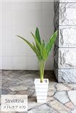 観葉植物 ストレチア H70 □ (K-72)　造花 人工観葉植物 フェイクグリーン 消臭◎CT触媒