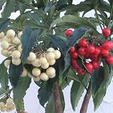 [実付き]万両（マンリョウ）：夫婦長寿万両6号鉢植え[縁起の良い紅白寄せ植え] ノーブランド品