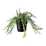 IKEA(イケア) FEJKA 60214927 人工観葉植物, Succulent