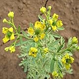 20PCS /バッグルタGraveolens種子は、種子バニラ種子薬用種子植物をRUE