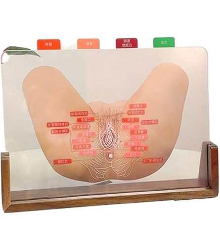Amazon | 3B社 生殖器・骨盤模型 女性骨盤内臓器2分解モデル （h10