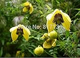 卸売30種子ホームガーデンゴールデンYELLOWクレマチスTangutica「RADAR LOVE」の花つるクライミングSemillas種子送料無料