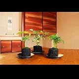 炭花壇　観葉植物　3種セット【ミニ】　※陶器皿付き　＜ご自宅やお店のインテリアに　観賞用の癒しの植物に　＞【お届け日指定ＯＫ】