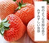 いちご 苗 桃薫 とうくん 3号ポット苗 ３ポットセット