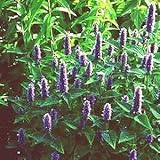 アニスヒソップ 20粒