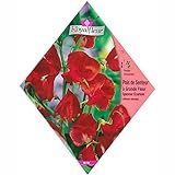 [春・秋まき 花タネ][フランス花の種]スイートピー スペンサースカーレット 1袋 ノーブランド品