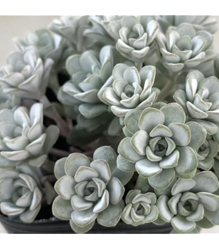 Amazon｜多肉植物 seセダム ペレスデラロサエ ピンクエッジ 多肉植物