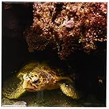 3drose CT _ 75885 _ 3 Loggerhead Turtle、Stradbroke Queensland、australia-au01 pox0150-pete oxford-cer