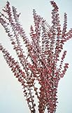 Preserved Eucalyptus Branches for sale – レッド8 oz Bunch – One 3 – 4茎長25 – 30 in。 Single Bunch - Red