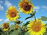 The four seasons is kind of flower seeds Smiling sunflower seeds The balcony edible plants, 15 / pac