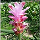 国華園　春植え球根 クルクマ ルビーピンク 3球【※発送が国華園からの場合のみ正規品です】