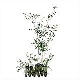 オンリーワン　エントランス向け植栽セット　ブリーゼ　ジューンベリー　やさしい景色　UN6-SET05
