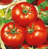 赤いトマト種子Pribylnoyeデロ - 収益性の高いビジネスロシア家宝NON-GMO