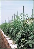 イボタケ5本パック 11X1.5 11mmX1500mm