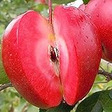 りんご 苗木 【YD（矮性台木） ルビースイート】 2年生 接ぎ木 スリット鉢植え