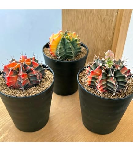 Amazon｜（多肉植物）サボテン ギムノカリキウム ミハノビッチ 緋牡丹